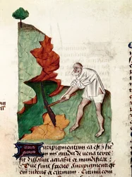En gullsøkende side av manuskriptet ""Behandlinger på urter" (Tractatus de herbs) av Pedanius Dioscorides (Dioscorides) (40-90 e.Kr.) Lat.1152