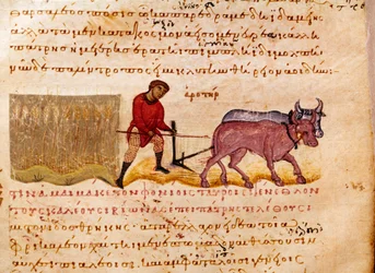 Landbruk: pløyescene. Miniatyr fra jakthandelen "" The Cynegetics "" av Oppian (Oppian eller Oppianus) fra Syria (3. århundre e.Kr.) dedikert til Caracalla. Venezia fra 1000-tallet. Biblioteca Marciana