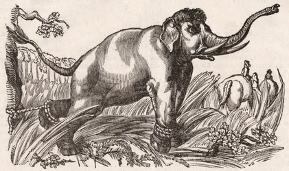 En elefant fanget i Savanna, Afrika