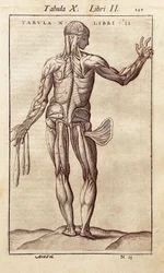 Anatomisk bord som representerer en mann på ryggen. Gravering i "" Anatomia Corporis Humani "" av Juan Valverde De Amusco (1525-1588). Barcelona. Biblioteca de Catalunya (nasjonalbiblioteket i Catalonia, Barcelona).