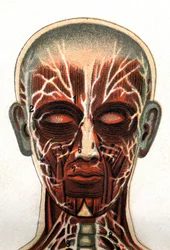 Anatomy: cross section of the human skull, section seen from the front representing the muscular system. “The new natural medication” by F.E. Bilz.1898.