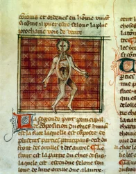 Anatomi av menneskekroppen. Miniatyr fra en medisinsk behandling av Henri de Mondeville eller Hermondaville (1260-1320), kirurg til Philippe le Bel. Paris, B.N.