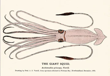 Architeuthis princeps, den gigantiske blekkspruten sviktet på stranden i Fortune Bay (Newfoundland) i desember 1874 og først beskrevet av professor A.E. Verrill. Era gravering.