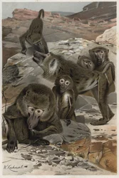 Bavian - Bavianer (Cercopithecinae) - gravering fra "" Brehms Dyreliv"" av Alfred Edmund Brehm (1829-1884)
