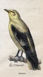 Fugler nyttige for jordbruk: Loriot