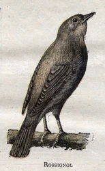 Birds useful to agriculture: Nightingale