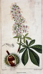 Botanisk bord - Blomster, blader og frukt av kastanjetre