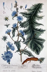 Botanisk bord: cichorium factivum velseris (chicoree av hager).