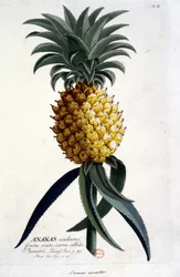 Botanisk bord: ananas. n.d. 1800-tallet.