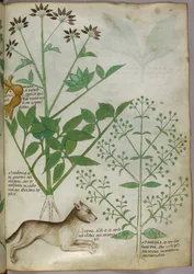 Botanisk illustrasjon av en plante og en ulv.