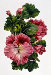 Blomsterbukett. 1800-talls kromolitografi.