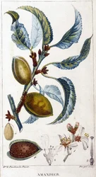 Gren, blomst og frukt av mandeltreet - botanisk bord
