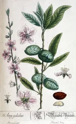 Gren, blomst og frukt av mandeltreet - botanisk bord