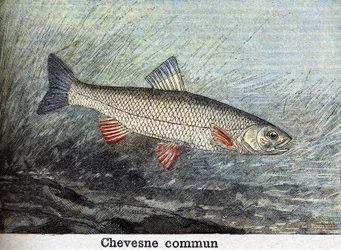 Chevense commun engraving from 1898