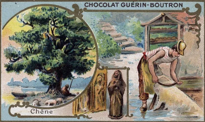 Kromolitografisk emballasje av sjokolade Guérin Boutron. 1800-tallet.