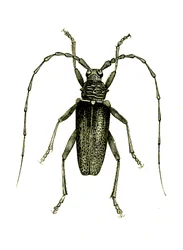 Coleoptera: Cerambyx-helter