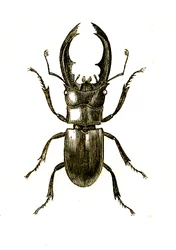 Coleoptera: Hexarthrius Buqueti eller Lucanus