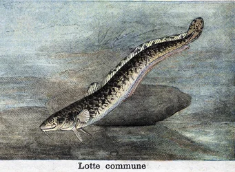 Felles Lotte-stikk fra 1898