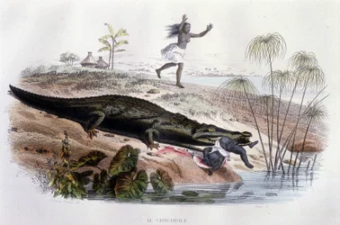 Krokodille som sluker et lite barn - i "Histoire Naturelle" av Lacépède, red. Veurne, Paris