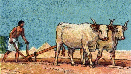 Dagligliv i det gamle Egypt: bonde under pløying, begynnelsen av 1900-tallet (kromo)