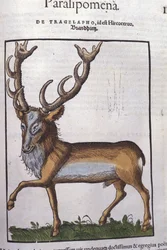 Hjort etter Historia animalium av Konrad Gesner, Tiguri