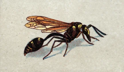 Entomologi: representasjon av en arquee guepe, serie om insekter, begynnelsen av 1900-tallet (kromo)