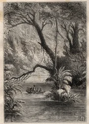 Ekspedisjon til Amerika (1799-1804) av Alexander von Humboldt (1769-1859) og Aime Bonpland (1773-1858): oppdagelsesreisende går ned til Orenoque, omgitt av de gigantiske trærne i Amazonasskogen (Cano Pimichin, Venezuela) - illustrasjon tatt fra «The Great