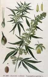 Kvinne cannabisplante. 1800-talls gravering