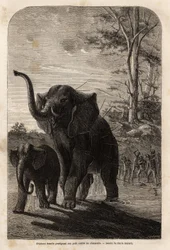 Kvinnelig elefant beskytter ungene sine mot Javeline-jegere fra Zambese. Gravering for å illustrere Dr. Livingstones første reiser til Sør-Afrika fra 1840 til 1856, i «Le tour du monde, nouveau journal des voyages»» publisert under ledelse av Edouar