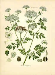Hemlock (farge litho)