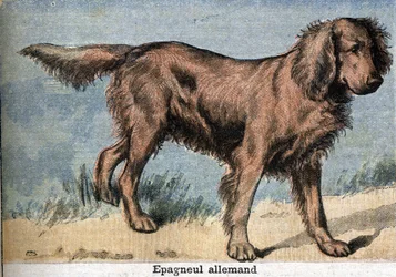 Jakthund: Tysk spaniel