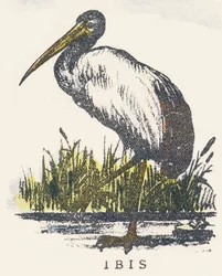 Jeg: ibis