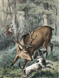 Illustrasjon av Franz Hoffmanns fortellinger "" Tales and Fables - "" De 2 hjortene"": en hjort løper bort og den andre slåss med en hund. Kromolitografi fra 1800-tallet.