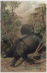 Indisk neshorn - Det indiske neshornet (Rhinoceros unicornis) - gravering fra "" Brehm