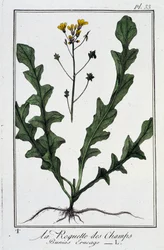 La Roquette des Champs (Bunias Erucago) - i "Øvelser i botanikk for bruk av handelsmenn", skrevet av J.C. Philibert, Imprimerie de Crapelet, Paris