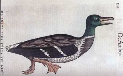 La ducard souchet i Historia Animalium de Conrad Gesner (1516 - 1565), Tiguri