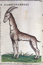 En giraff. i Historia Animalium av Conrad Gesner (1516 - 1565), Tiguri