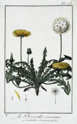 Den vanlige løvetann (Leontodon caraxacum) - i "Øvelser i botanikk for bruk av handelsmenn", skrevet av J.C. Philibert, Imprimerie de Crapelet, Paris