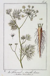 Fennikelen eller søt dill (Anethum Foeniculum) - i "Øvelser i botanikk for bruk av handelsmenn", redigert av J.C. Philibert, Imprimerie de Crapelet, Paris