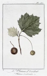 The Western Plane (Platanus occidentalis) - i "Øvelser i botanikk for bruk av handelsmenn", redigert av JC Philibert, Imprimerie de Crapelet, Paris
