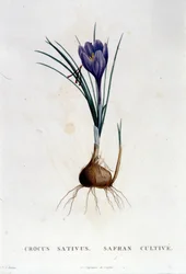 Safranen (Crocus sativus) etter Botanique di J. Rousseau, Paris 1822.