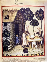 Produksjon av smør. Belysning fra melking av medisin og diett "" Tacuinum sanitatis""