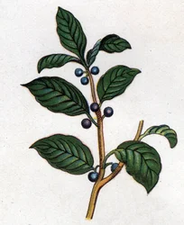 Medisinske og mat botaniske planter: tindved. Gravering i "" La medication naturelle"", av Friedrich Eduard Bilz (1842-1922)