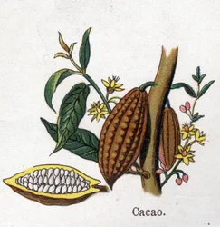 Medicinal and food botanical plants: cocoa. Engraving in “” La medication naturelle””, by Friedrich Eduard Bilz (1842-1922)