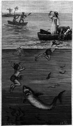Perlemorkultur på Tahiti: en perlemorhøster angrepet av en hai. (Ifølge dokumentene formidlet av forfatteren). Gravering i "" La Nature: revue des sciences et de leurs applications aux arts et a l