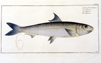 Naturhistorisk plate: Pilchard etter Blochs "Ichtiology". Gravering av 1800-tallet.