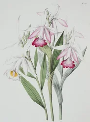 Orkidé: Sobralia liliastrum fra quot;Sertum Orchidaceumquot;