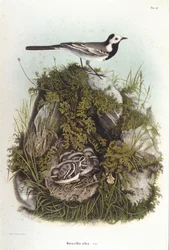 Ornitologi: en grå bergeronnet (motacilla alba) nær reiret til ungene. 1800-tallets zoologistyre