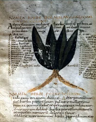 Side av manuskriptet til Apulee (Lucius Apuleius) (ca. 125-ca. 180), "På urtenes styrke", 8. eller 9. århundre. Lucca, regjeringsbiblioteket.