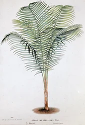 Palm Cocos Weddelliana (Brasil) - Botanisk bord